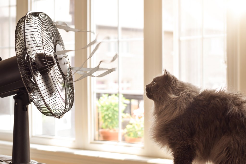 Cute cat looking at cooling fan with blowing ribbons on a hot summer day